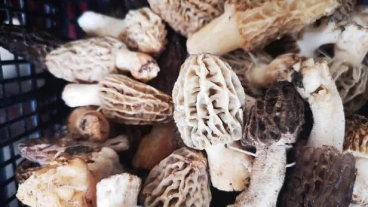 Mantarı kurutup kilosunu 800 liradan satıyor