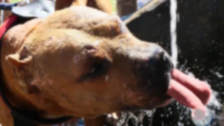 Pitbull Besleyene 7 Bin 802 Tl Ceza