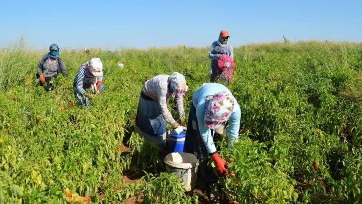 Tarımda Üretim Maliyeti Arttı