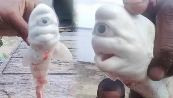 Tek gözlü köpekbalığı görenleri şaşkına çevirdi