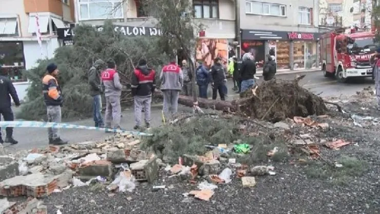 Ümraniye'de fırtına ağaç devirdi