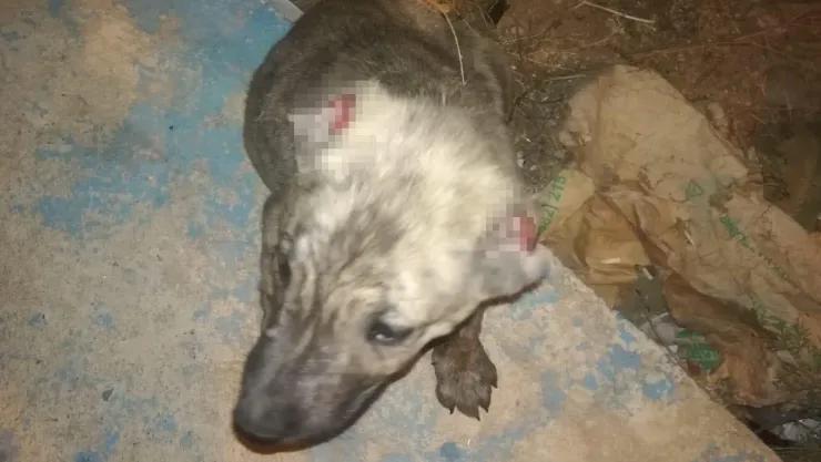 Yavru Köpeğin Kulağını Kestiler