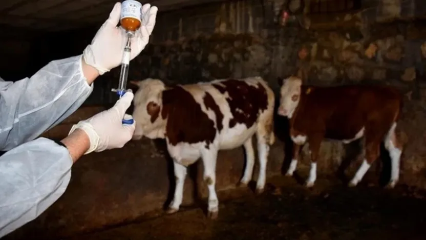 Bakanlıktan şap raporuna tepki