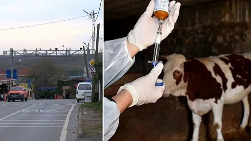 İstanbul Şile'de 21 mahalleye 'şap' karantinası